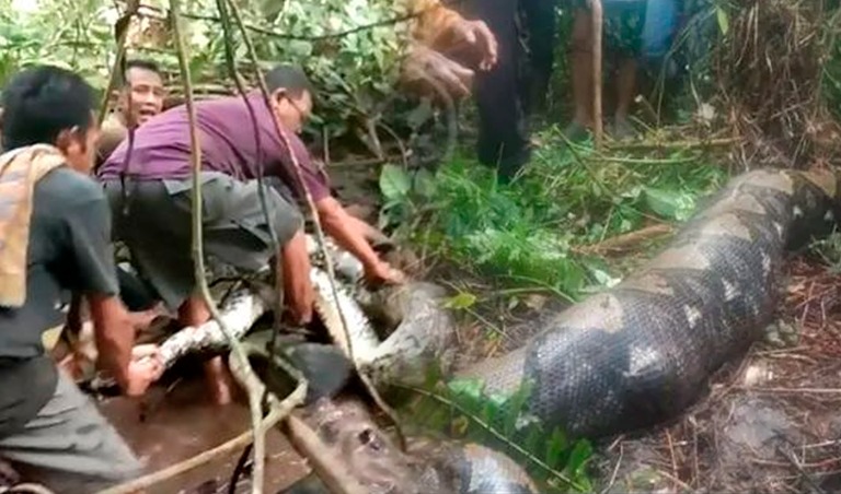 Indonesia serpiente - Msn.com