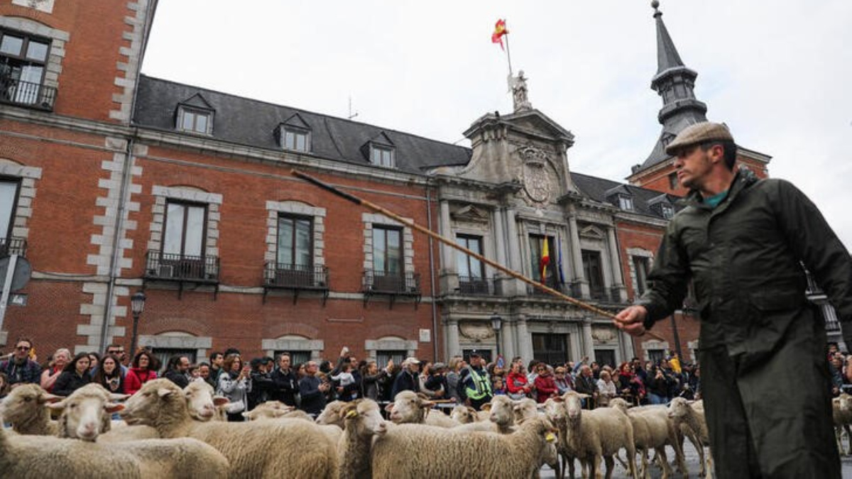 Ovejas madrid - unotv.com