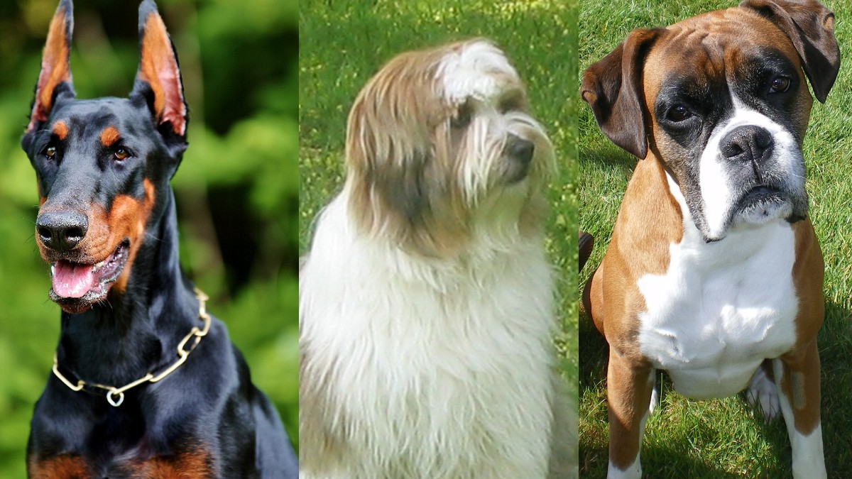 Perros - UnoTv.com