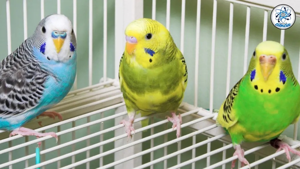 Animales - Ensedeciencia.com