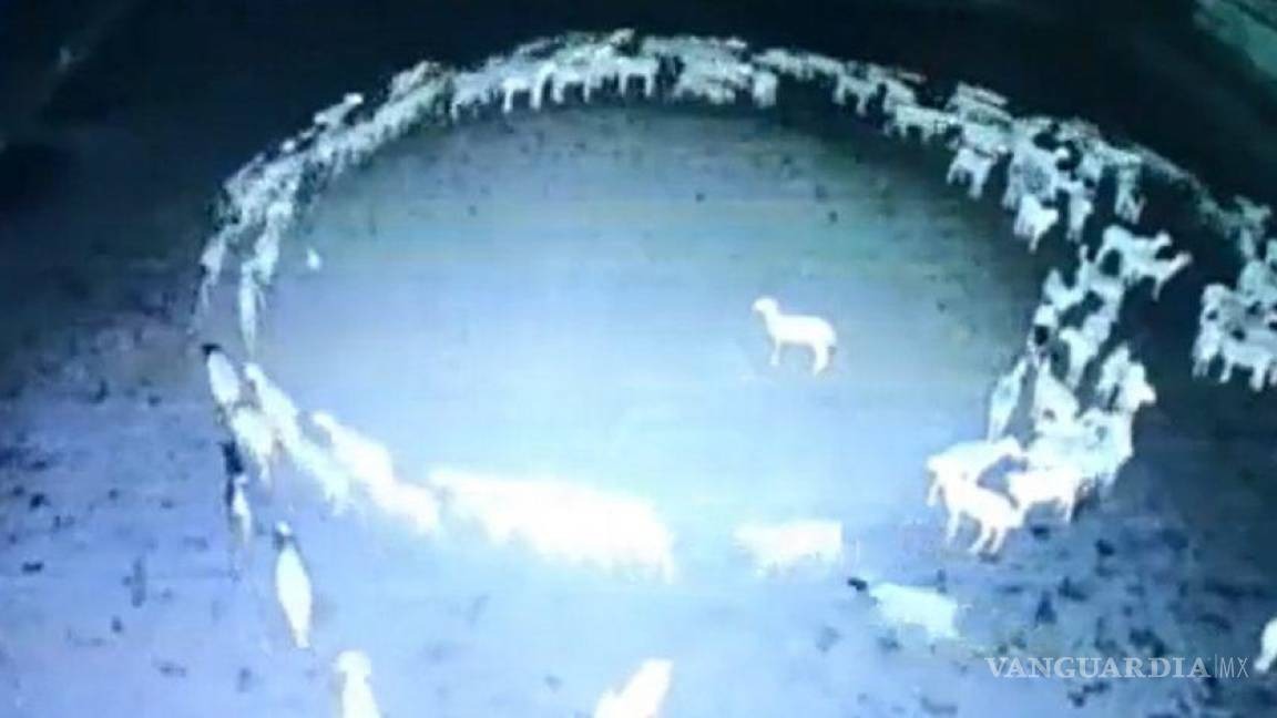 Cabras circulos - Vanguardia