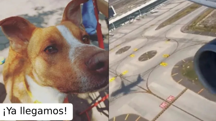 El Imparciaal - avion perros