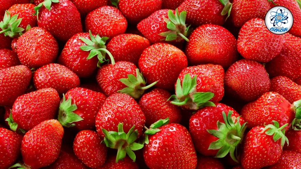 Fresas ensedeciencia