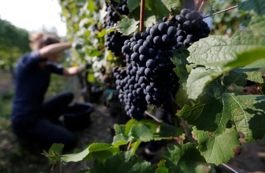 Valle de Guadalupe, Ensenada, región clave para el sector vinícola nacional