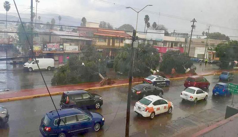 Derrumbe de arboles en Tijuana