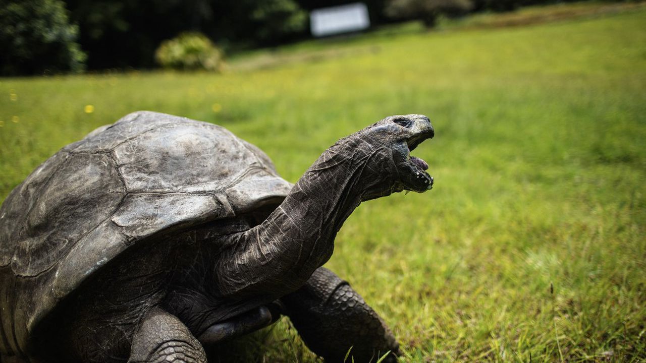 Tortuga vieja - Semana.com