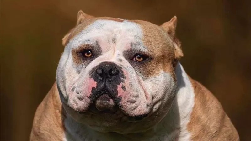 bbc perros
