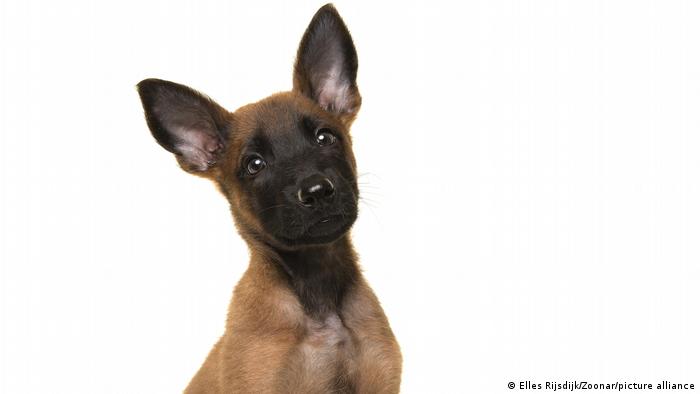Dw.com - perro