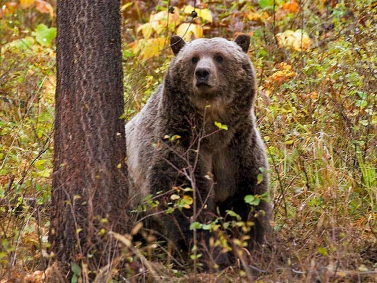 Oso Grizzly - msn
