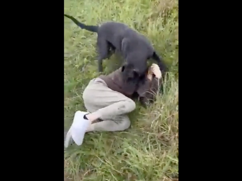 Pedofilo perro - el pais