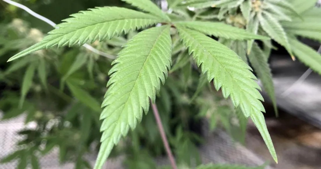 Mariguana sin embargo
