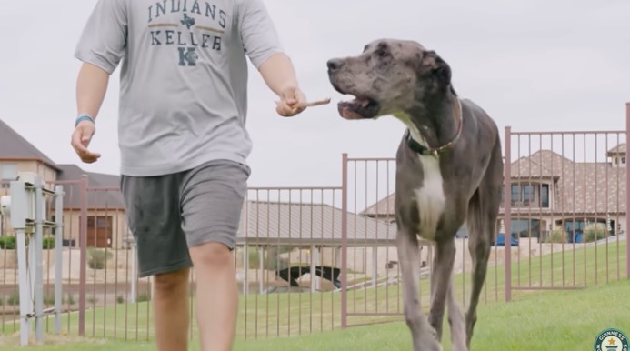 Unotv.com - perro
