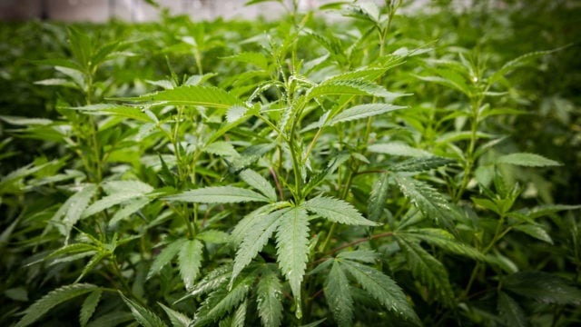 cannabis - forbes