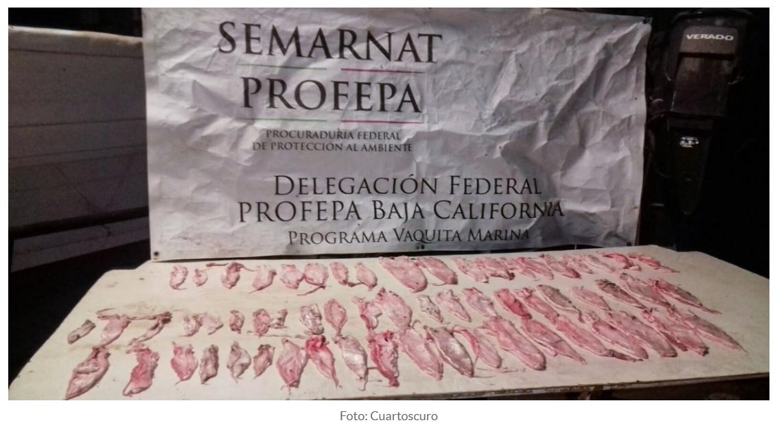 El plan de México para proteger a la totoaba es reprobado por la CITES