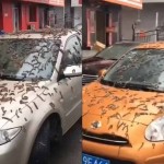 “Lluvia de gusanos” en China, las impactantes imágenes se viralizaron en redes sociales – VIDEO