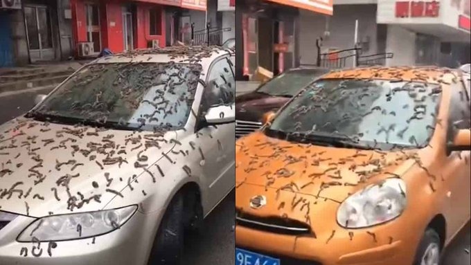 Lluvia de gusanos china - infobae