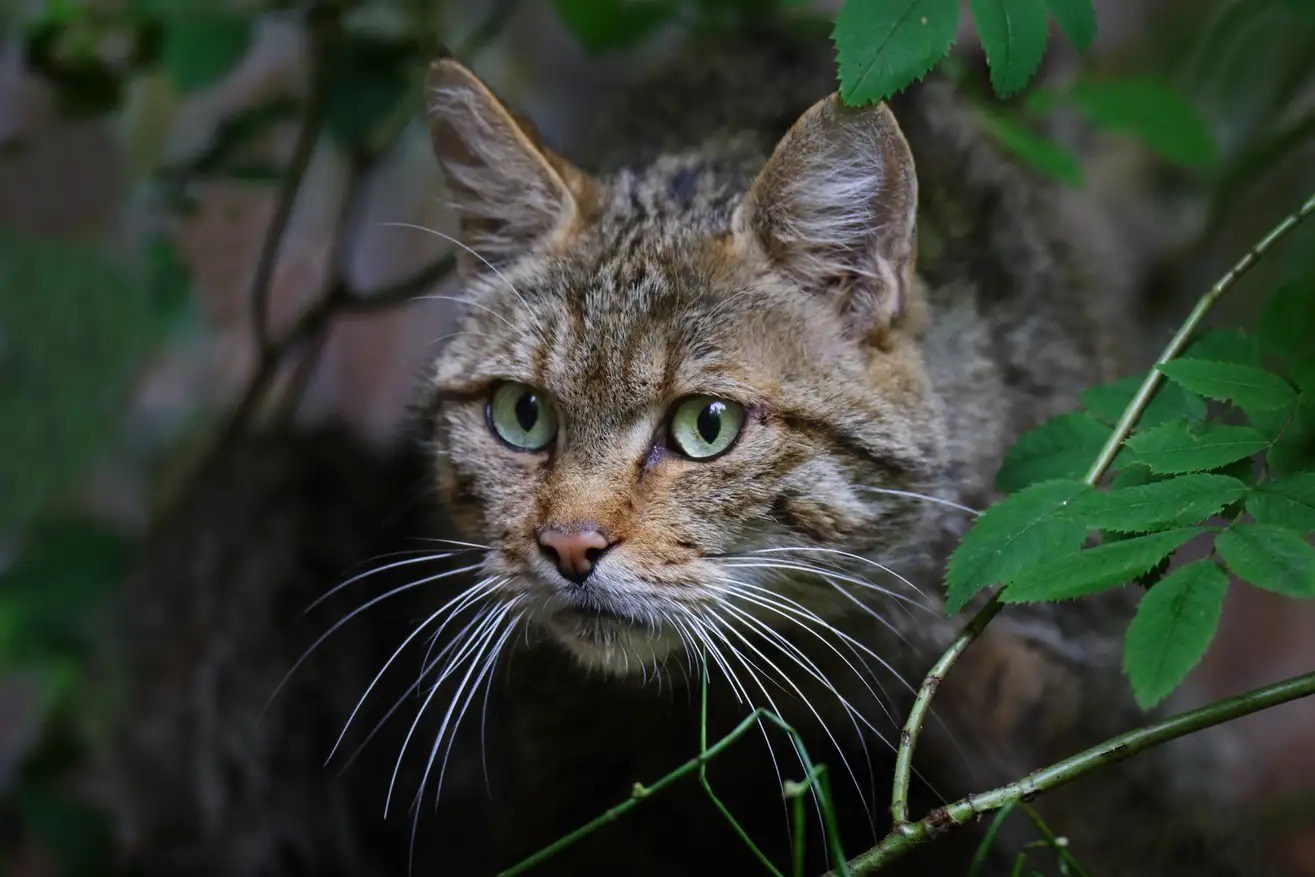 Gato - gizmodo