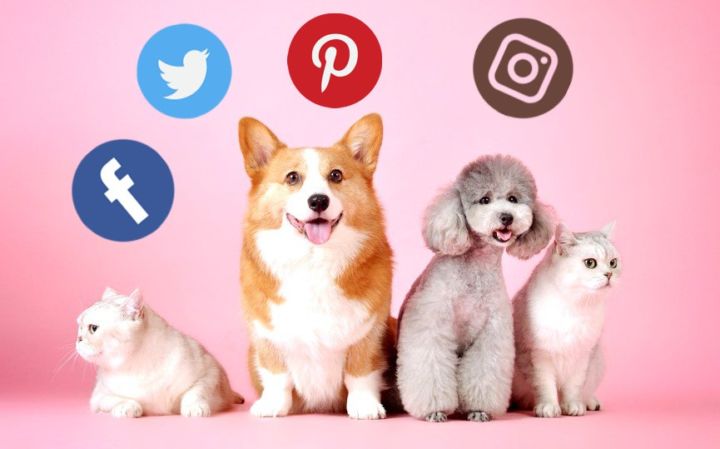 La redes sociales y las mascotas