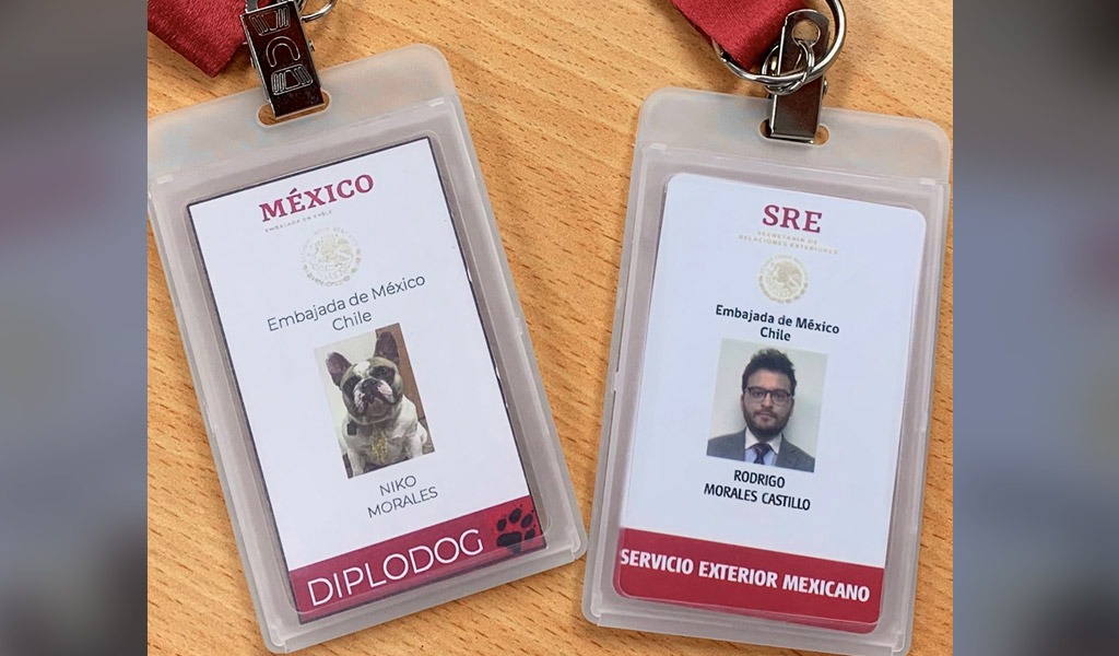 Nacion 321 - diplodog