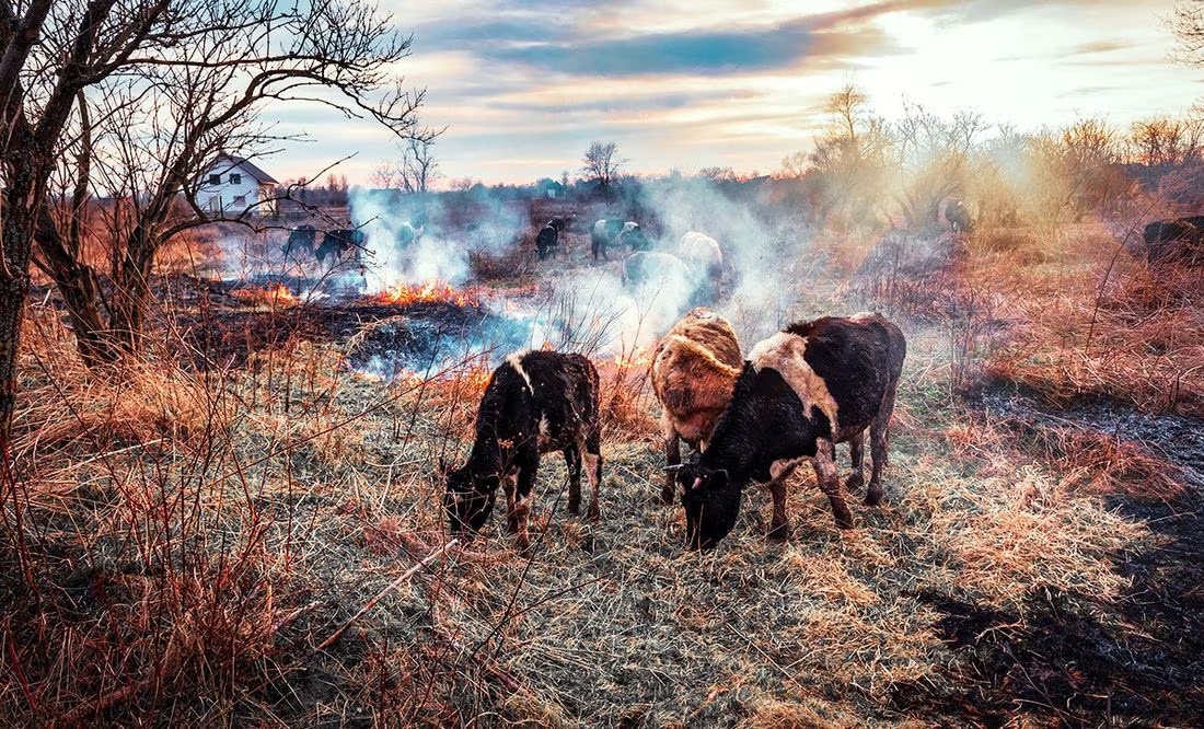Vacas - ViveUsa