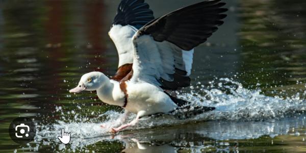 Dia mundial de las aves migratorias 2023 - Búsqueda de Google