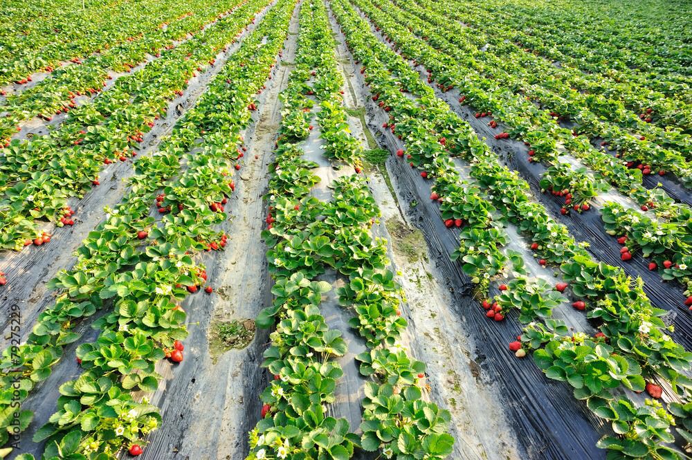ASEGURA SECRETARÍA DE AGRICULTURA SANIDAD Y BUEN ESTADO DE FRESA BAJACALIFORNIANA 1-2