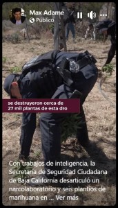Con trabajo de inteligencia, la Secretaría de Seguridad Ciudadana de Baja California desarticuló un narcolaboratorio y 6 plantíos de marihuana en La Rumorosa, cortando millonarias ganancias de criminale