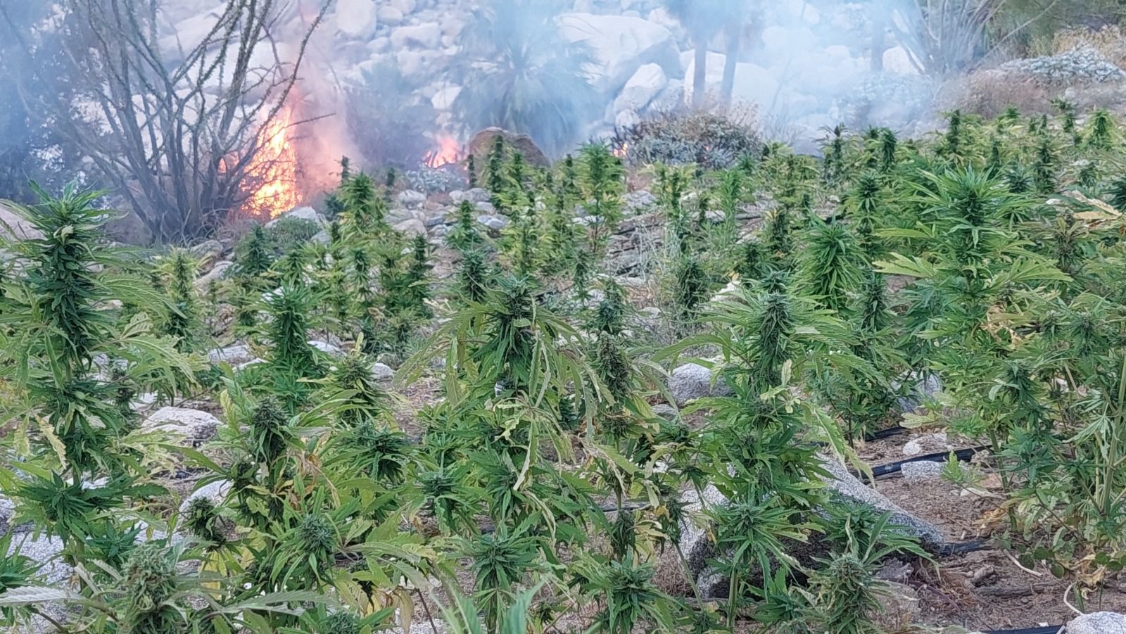 TRAS HALLAZGO, DESTRUYEN FESC Y SEDENA MÁS DE 1 MILLÓN DE PLANTAS DE MARIHUANA 1-5