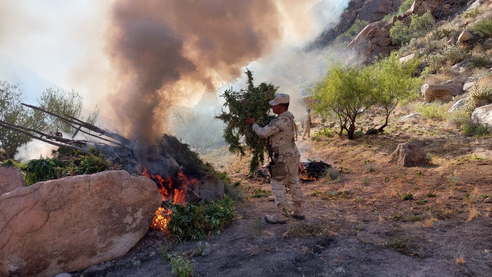 TRAS HALLAZGO, DESTRUYEN FESC Y SEDENA MÁS DE 1 MILLÓN DE PLANTAS DE MARIHUANA 5-5