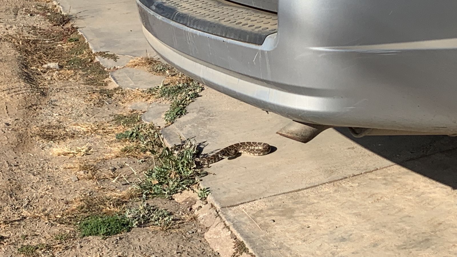 Alerta Subdirección de Ecología Municipal por temporada de serpientes 1-2