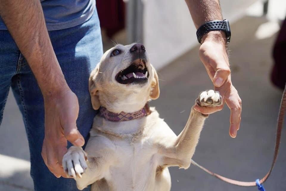 Emite CACYFE recomendaciones ante la agresividad de mascotas