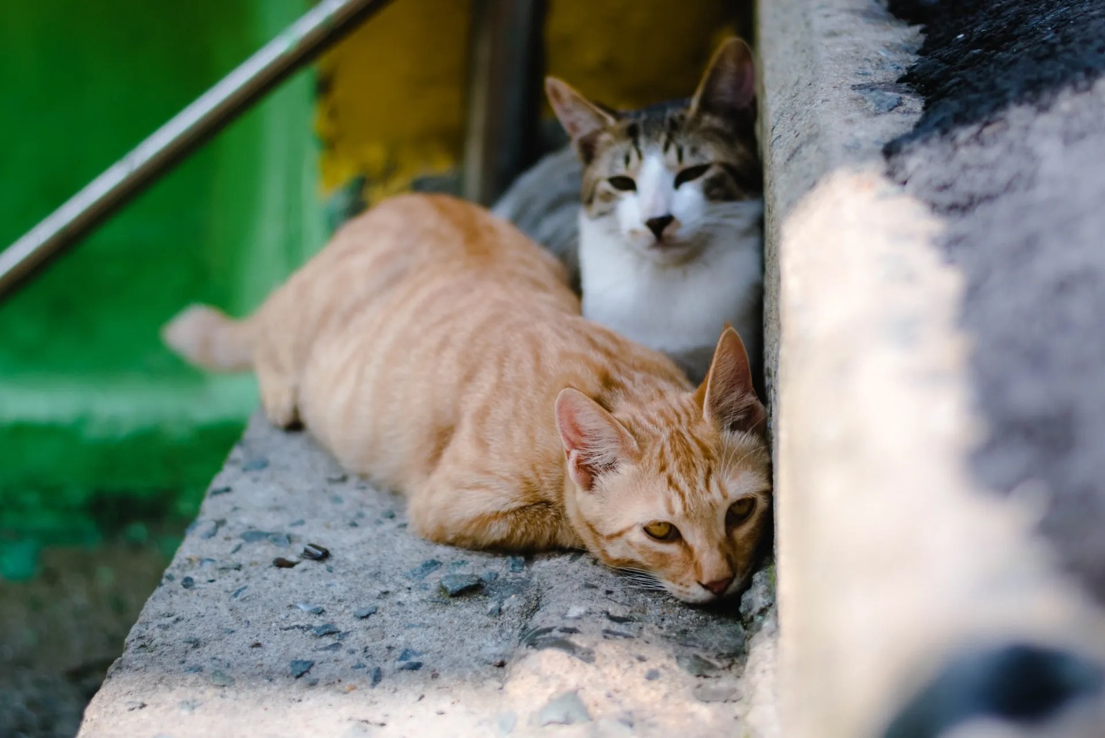 Gatos lopezdoriga