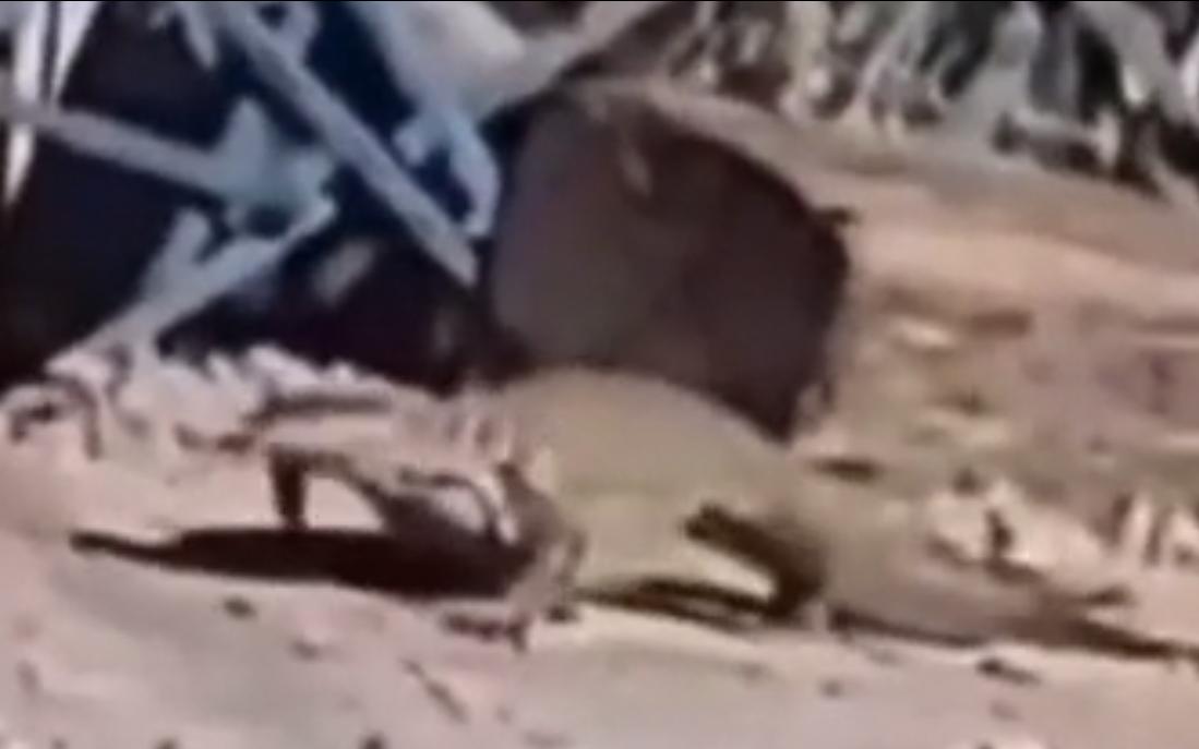 Avistan Dragón de Komodo en Mexicali