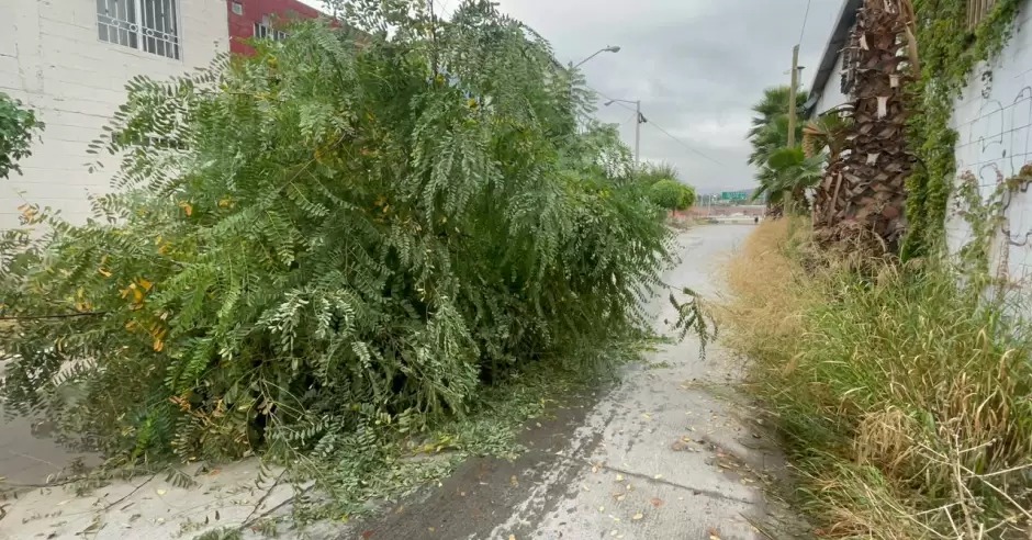 Uniradioinforma - arbol