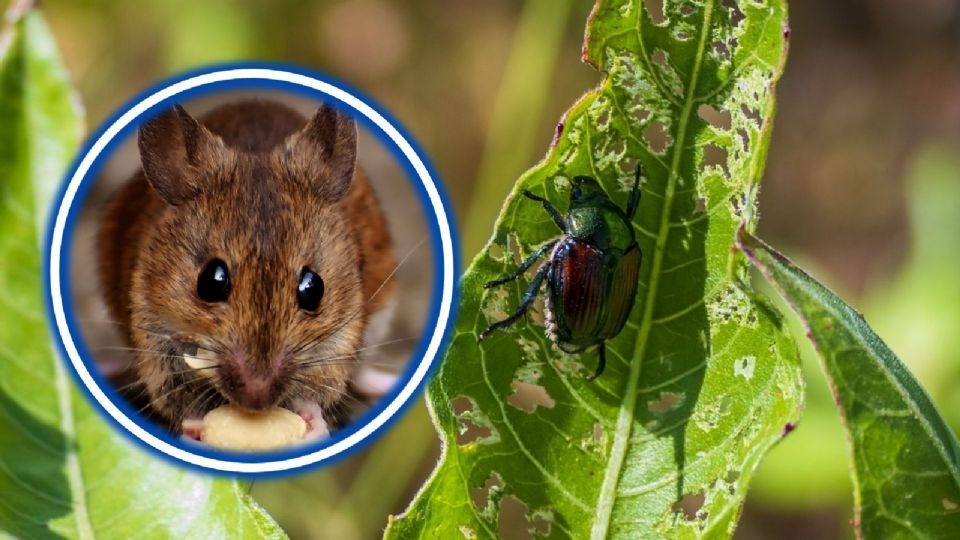 Animales - mSVNOTICAS