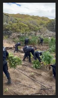 Destruccion de cannabis