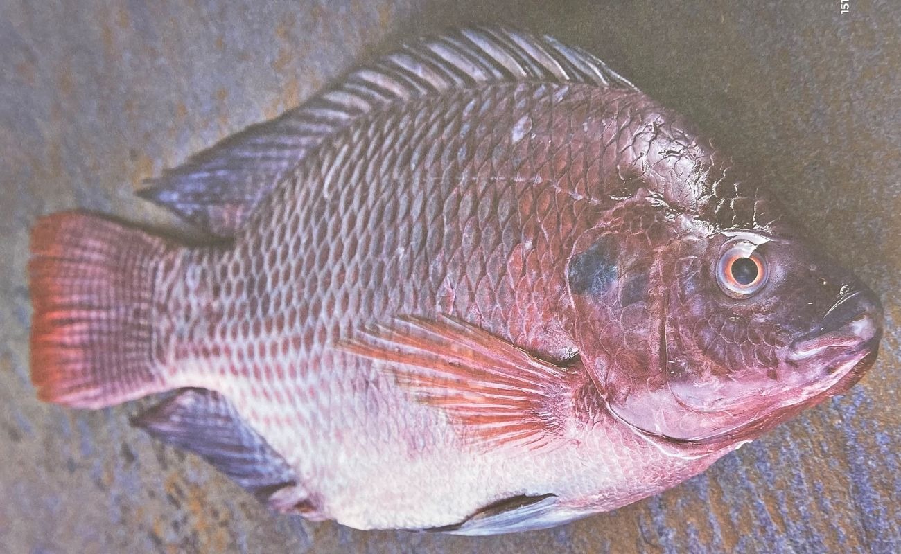 Pescado Reporte Indigo