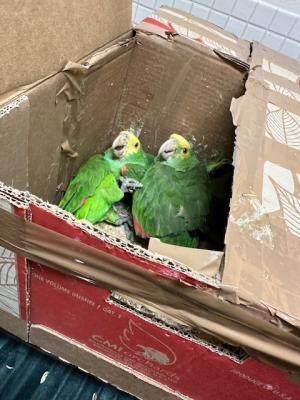 Loros