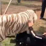 Intrépido hombre ingresa a jaula de tigre blanco que cuidó de cachorro 