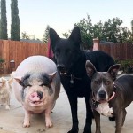Cerdo es criado con cinco perros, ahora se cree uno de ellos ¡La mejor pandilla!