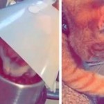 Gato tiene adorable gesto con su «amigo» que tenía un «cono de la vergüenza» | VIDEO