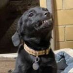 ¡Ternurita! Cachorrito “sonríe” con la intención de ser adoptado | VIDEO