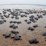 Ausencia de personas en las playas a permitido a miles de tortugas llegar al mar 