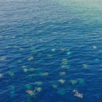 Logran captar miles de Tortugas marinas en costas de Australia 