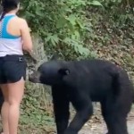 Video: un oso “abraza” a una turista, pero ella mantiene la calma y logra una selfie!