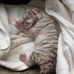 Nieve, la primera tigresa blanca que nace en cautiverio en Centroamérica