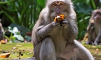 los-macacos-comen-bananas-durante___VtqN5-3sA_1256x620__1