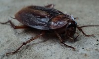 Cucaracha - Gastrolabweb.com
