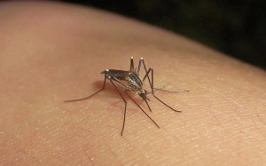 Mosquito virus - Milenio.com