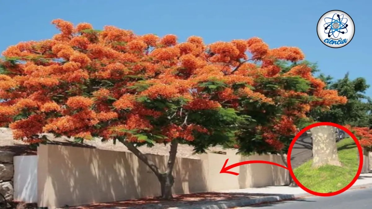 Arbol - Ensedeciencia